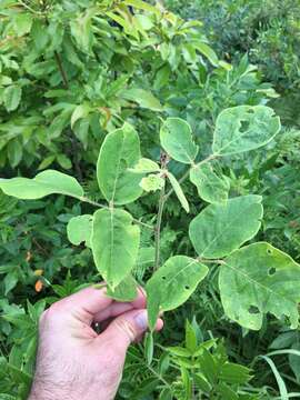 Desmodium nuttallii (Schindl.) B. G. Schub. resmi