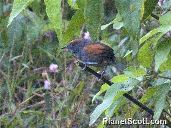 Image of Slaty Spinetail