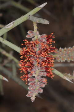 Image of Mesquite