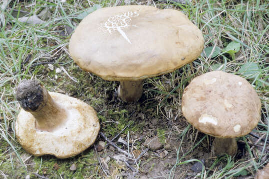 Image of Porphyrellus indecisus (Peck) E.-J. Gilbert 1931