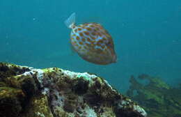 Image of Deep-bodied leatherjacket