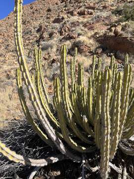 Image of Euphorbia avasmontana Dinter