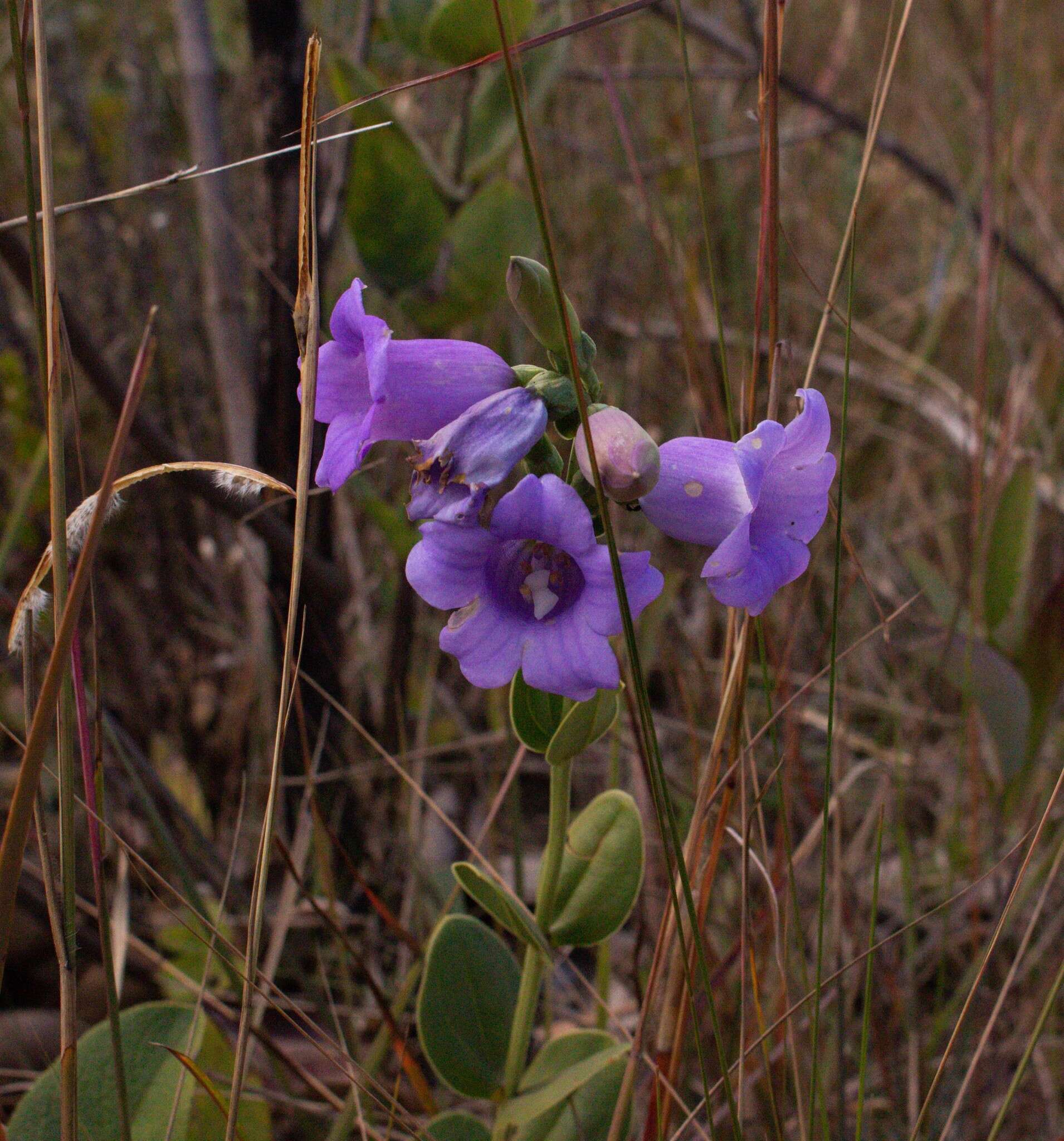 Image of Calolisianthus