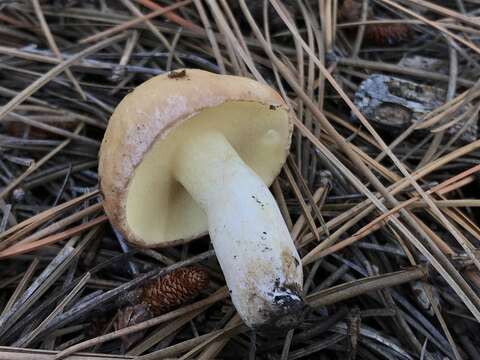 Image of Suillus occidentalis Thiers 1976