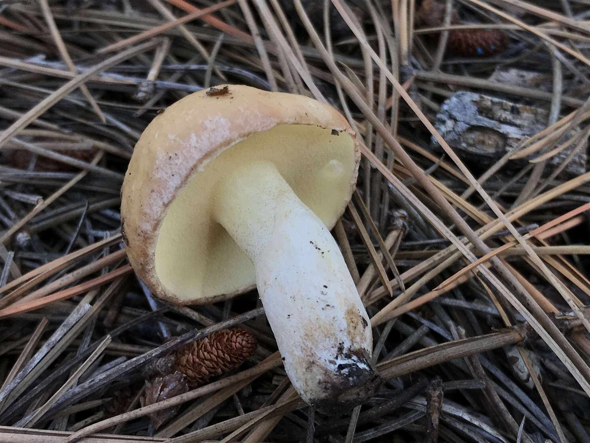 Plancia ëd Suillus occidentalis Thiers 1976