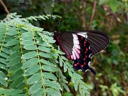 Parides ascanius (Cramer (1775)) resmi