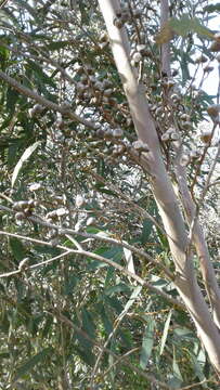 Image of Eucalyptus diversifolia subsp. diversifolia