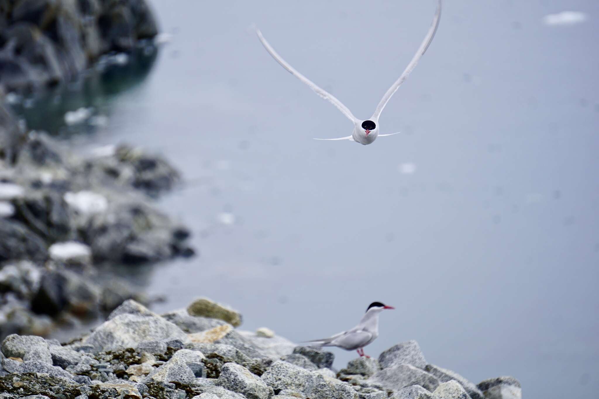 Image of Antarctic Tern