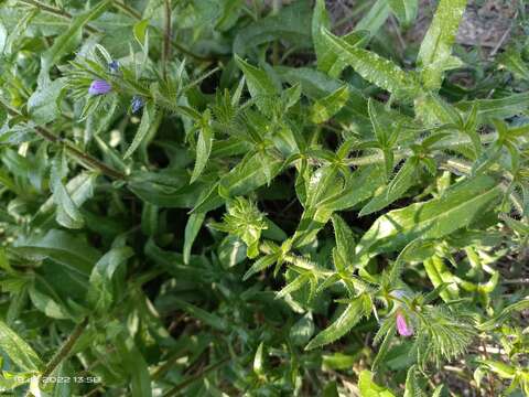 Imagem de Echium sabulicola subsp. decipiens (Pomel) Klotz