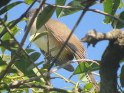 Image of Dark-billed Cuckoo