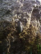 Image of Carabus (Ctenocarabus) melancholicus Fabricius 1798