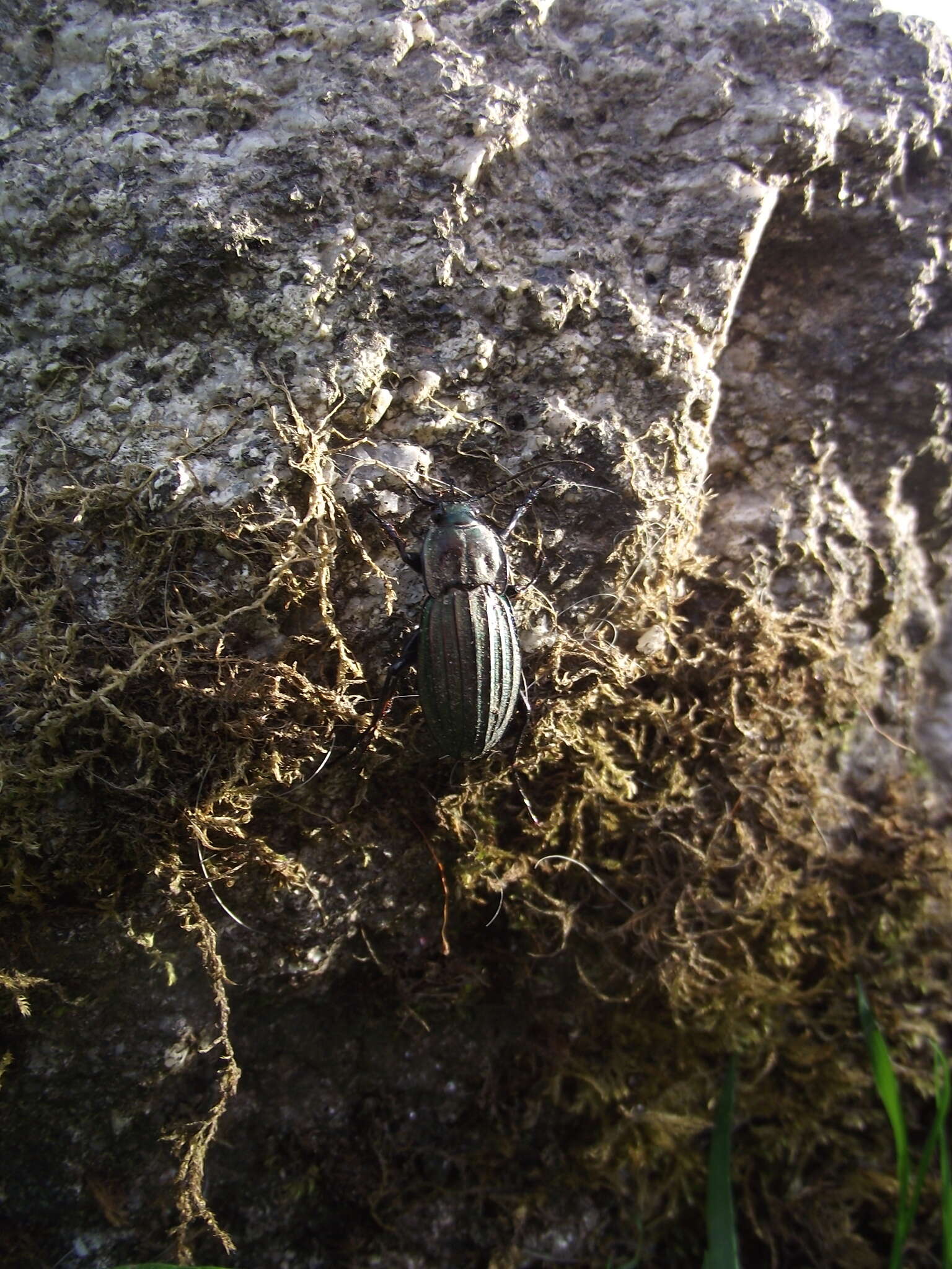 Image of Carabus (Ctenocarabus) melancholicus Fabricius 1798