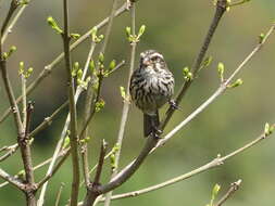 Image of Streaky Seedeater