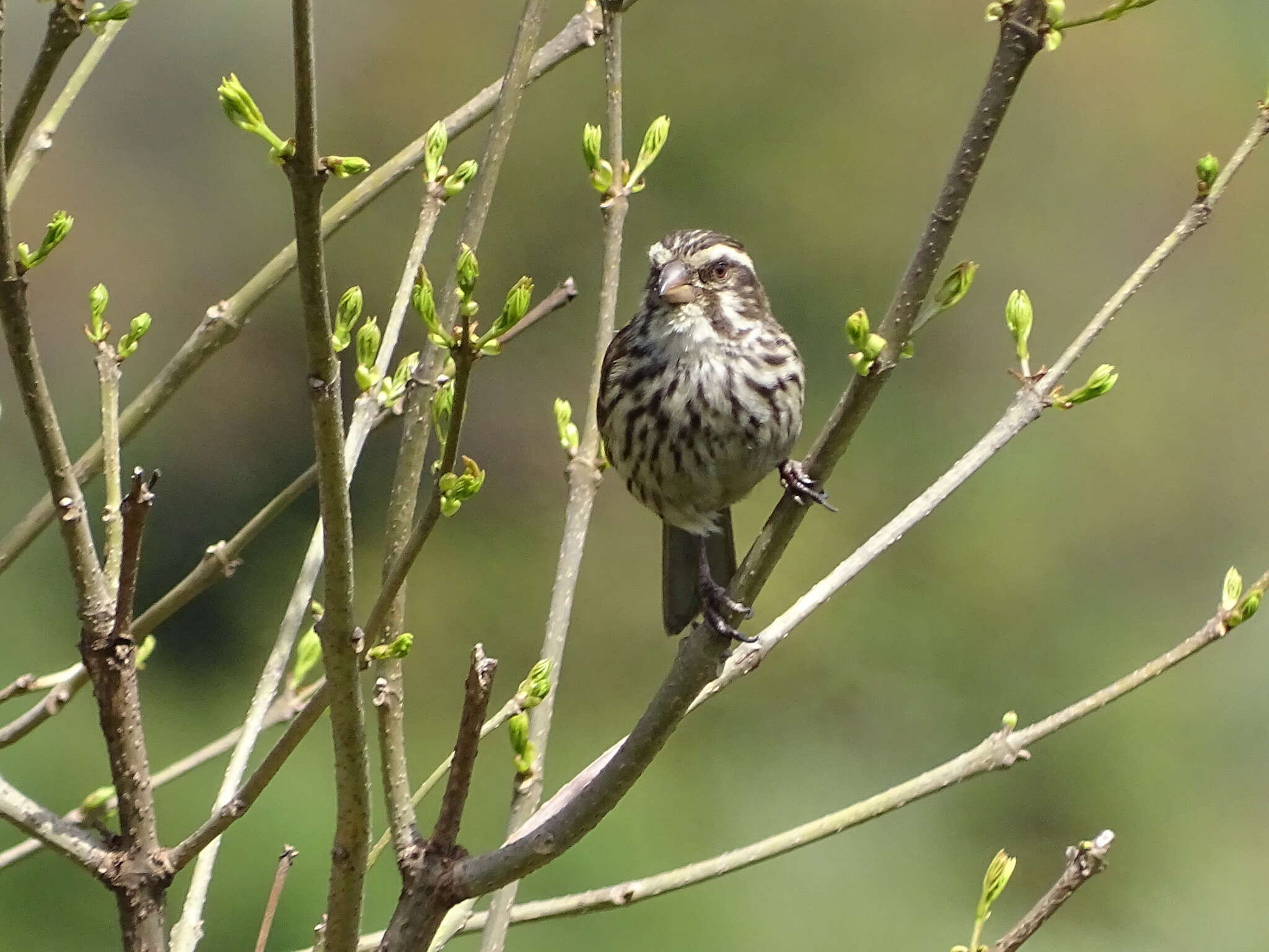 Image of Streaky Seedeater