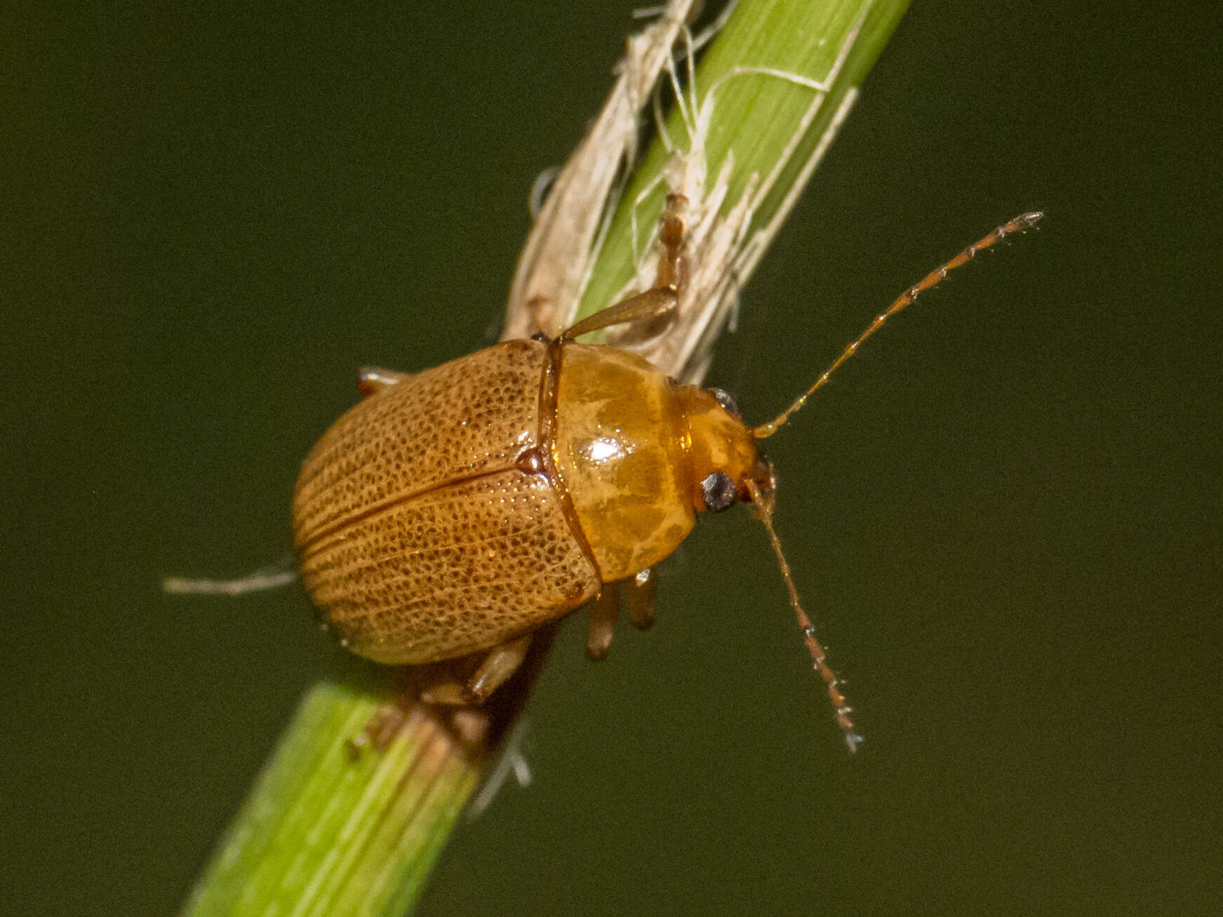 Image of Costalimaita ferruginea