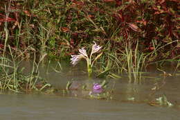 Crinum ornatum (Aiton) Herb. resmi