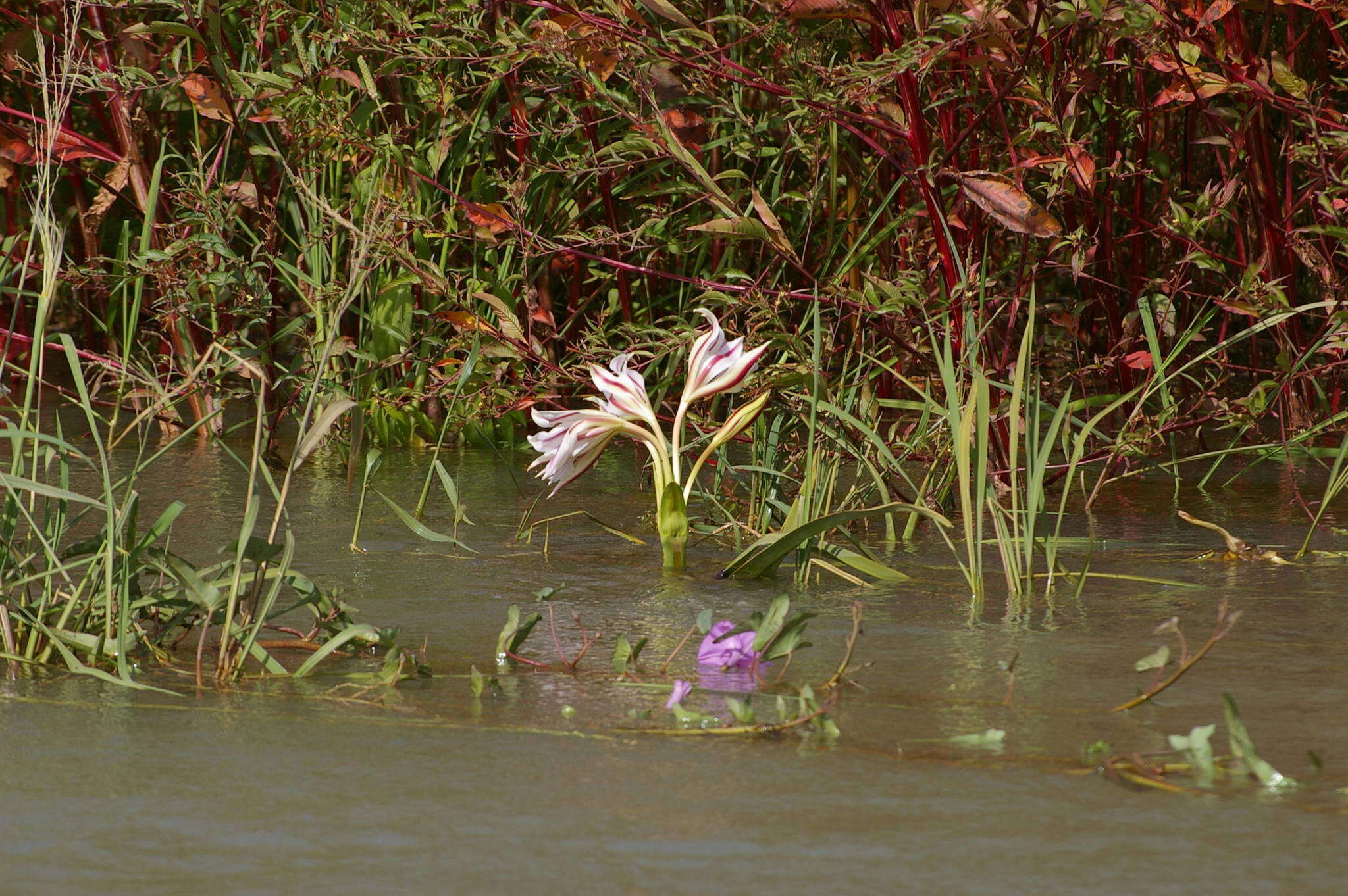 Crinum ornatum (Aiton) Herb. resmi