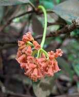 Image of Neea oppositifolia Ruiz & Pav.