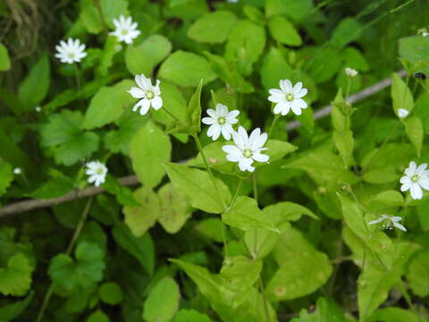 Image of Stellaria bungeana Fenzl