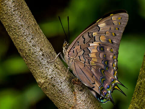 Imagem de Charaxes solon Fabricius 1793