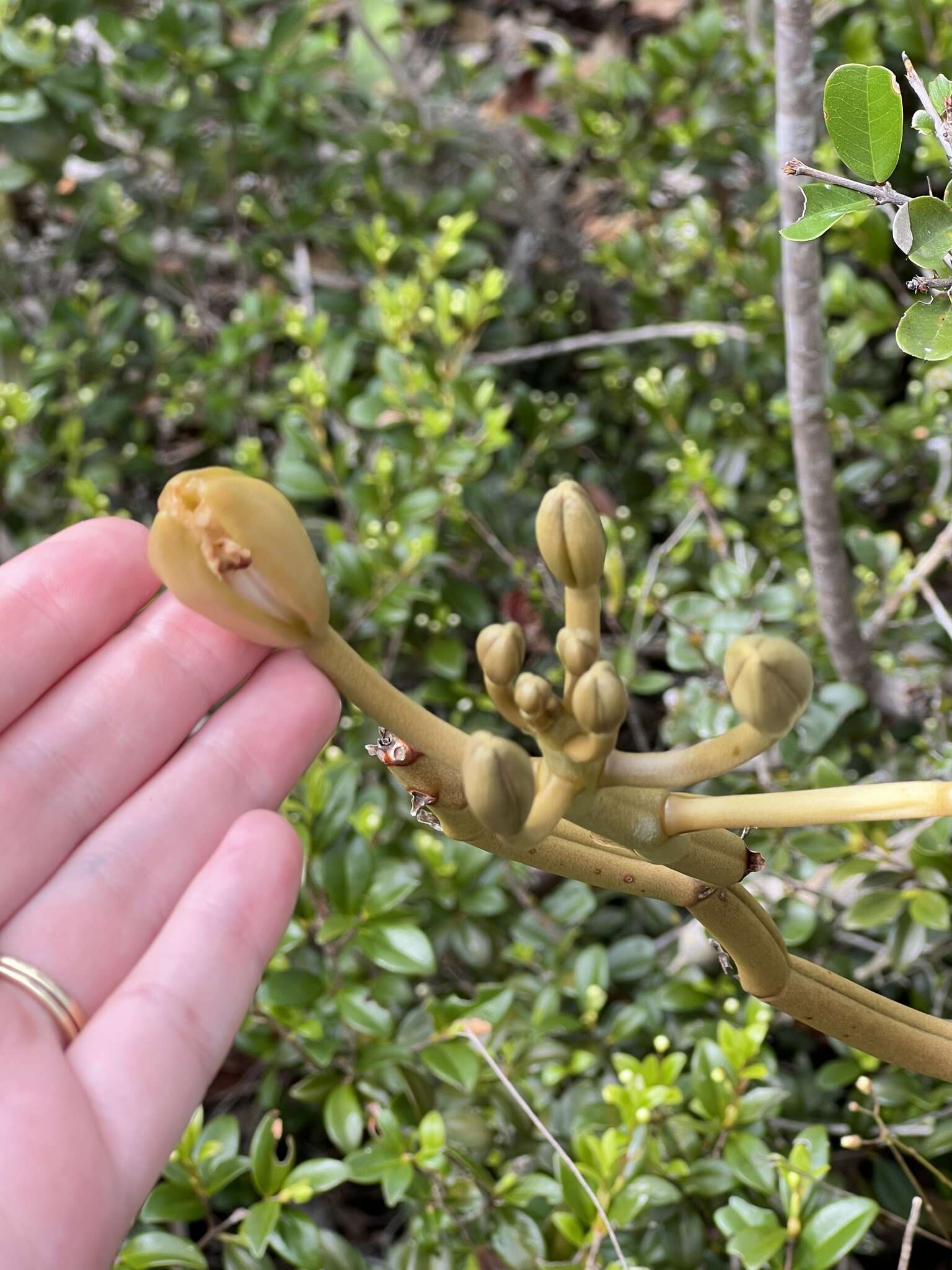 Image of Wormvine Orchid