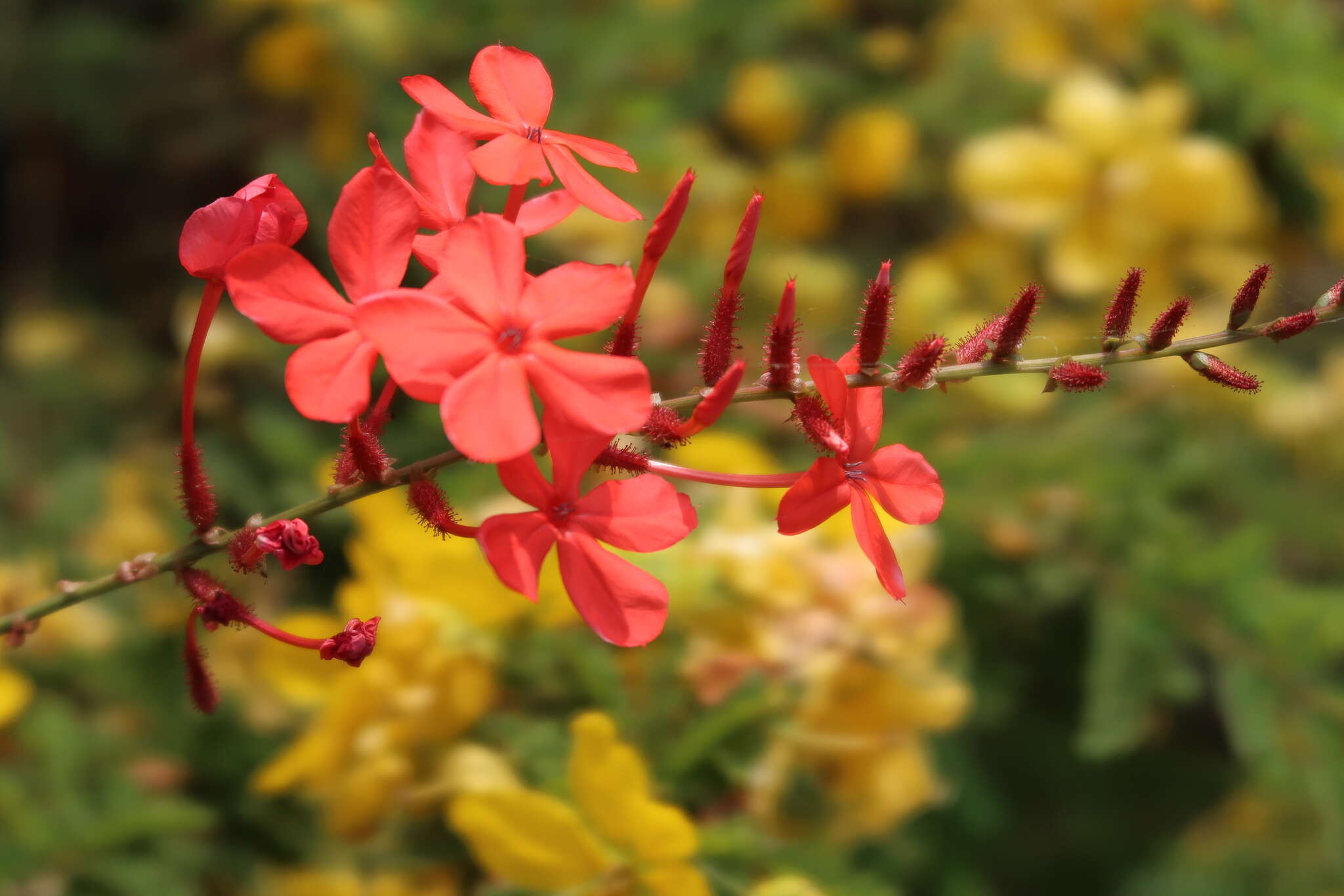 Imagem de Plumbago indica L.