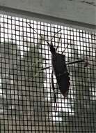 Image of western leaf-footed bug