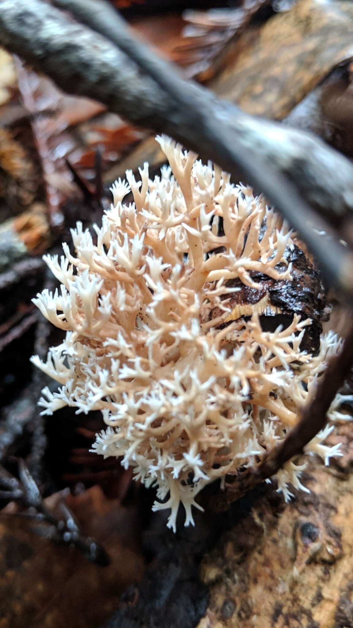 Ramaria pinicola (Burt) Corner 1961 resmi