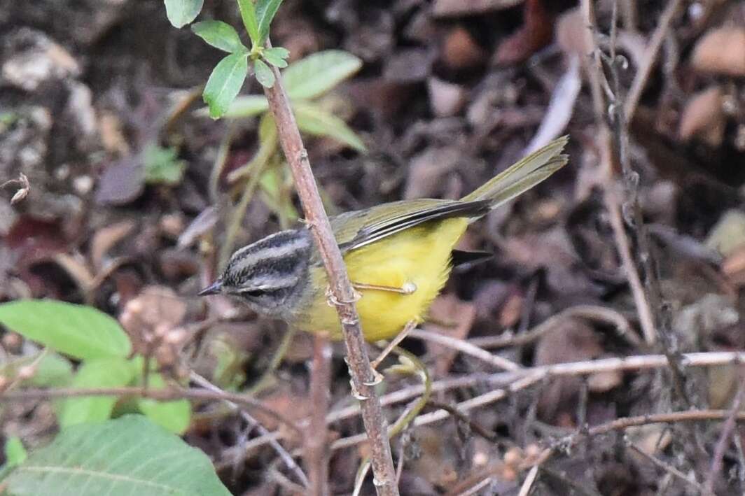 Image of Three-banded Warbler