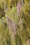 Image of Erica bicolor Thunb.