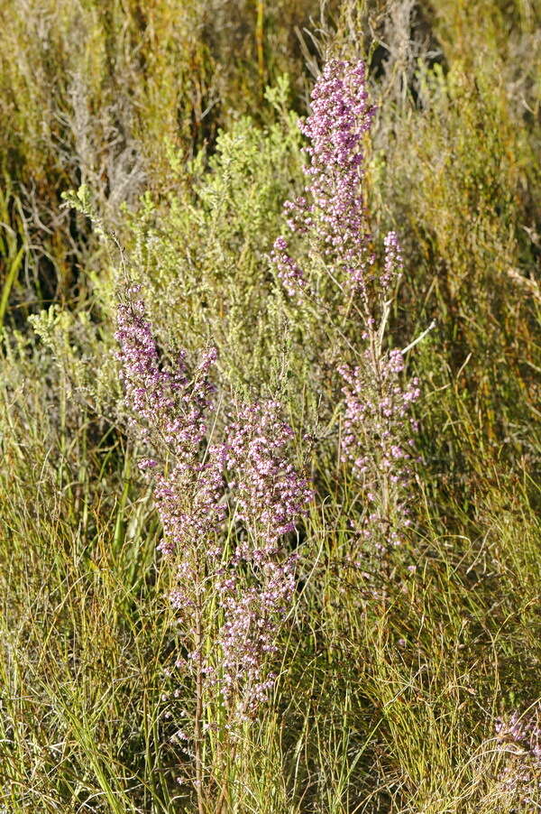 Image of Erica bicolor Thunb.