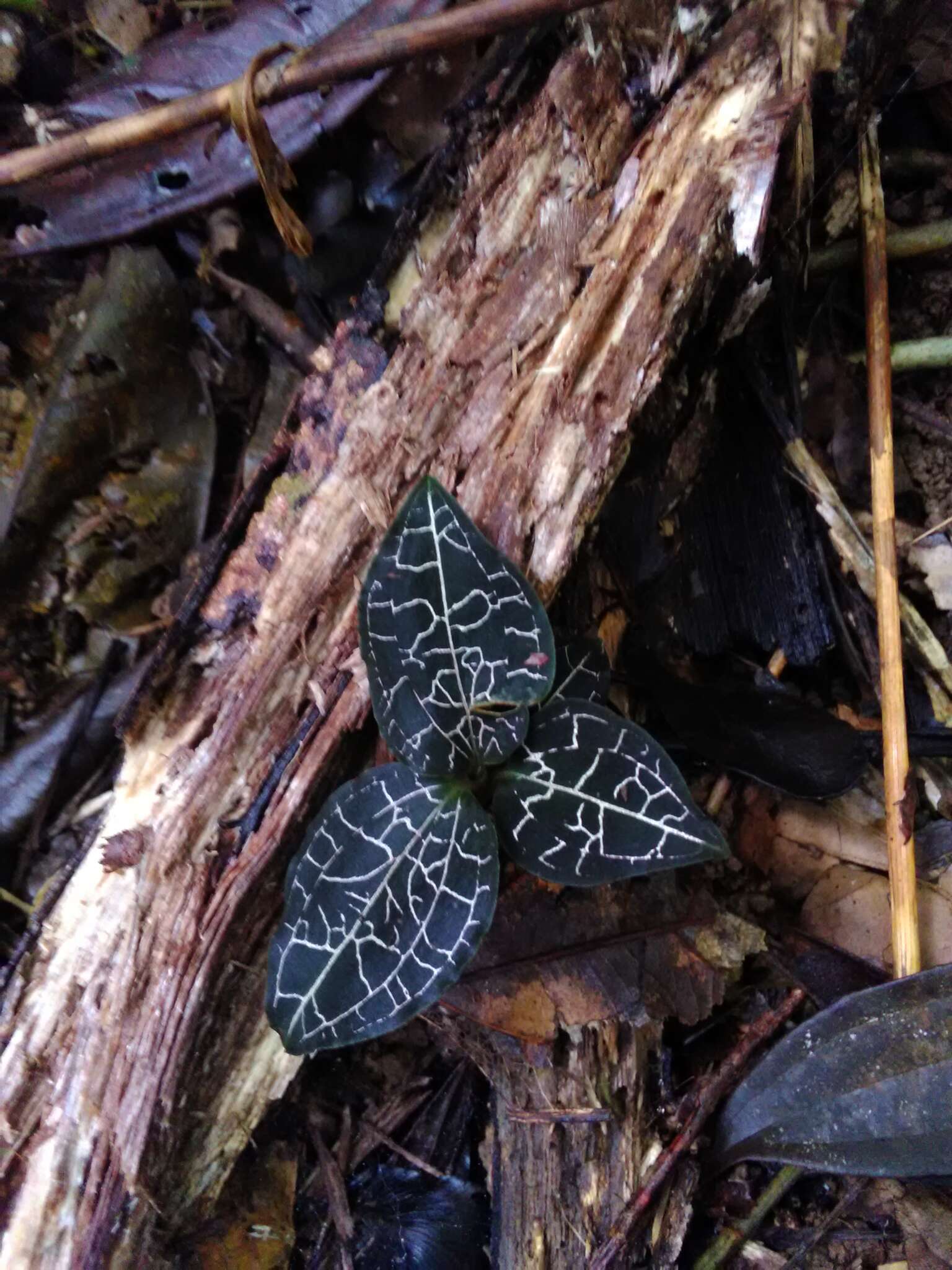 Image of Marbled jewel orchid