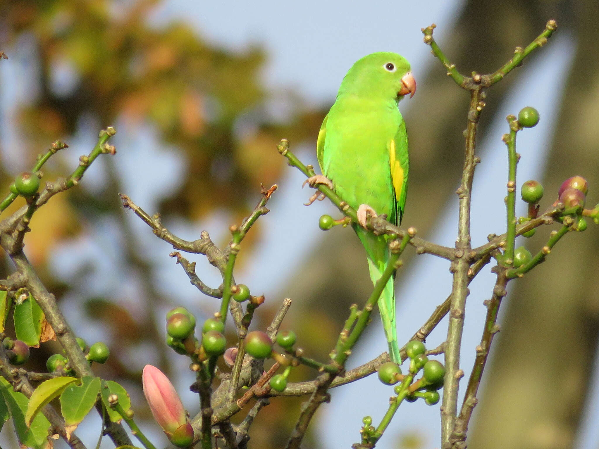 Image of Yellow-chevroned Parakeet