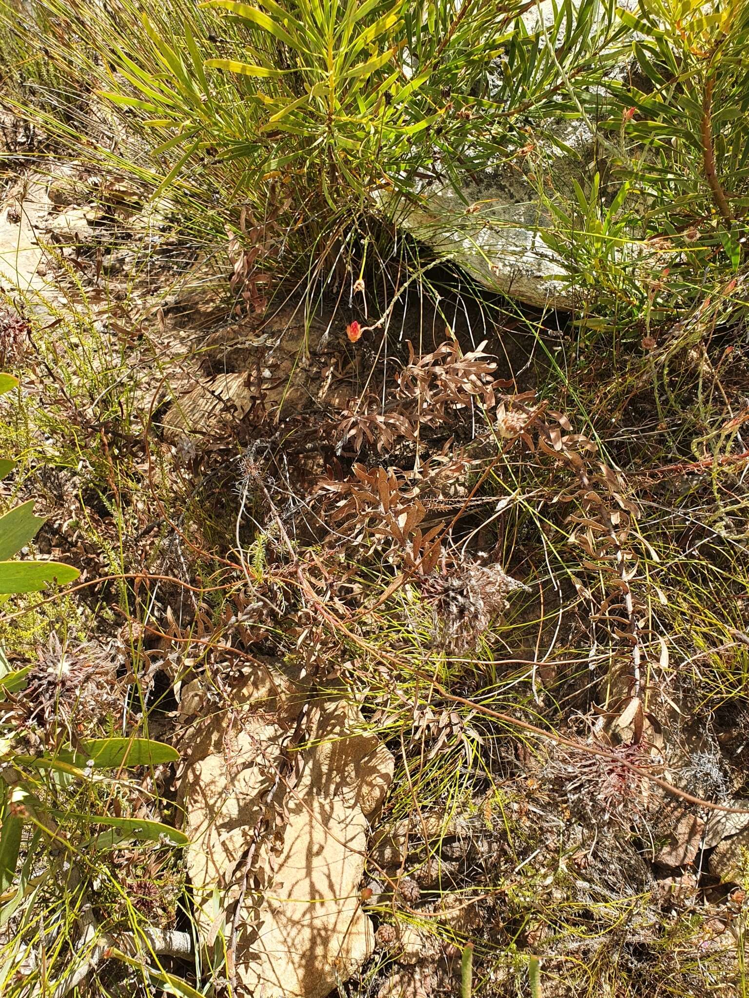 Image of Ribbon pincushion