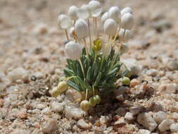 Image of White pygmy-poppy