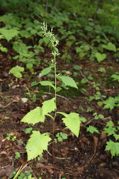 Image of Lactuca raddeana Maxim.