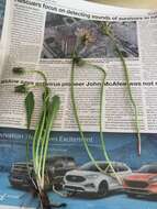 Image of fleshy dandelion