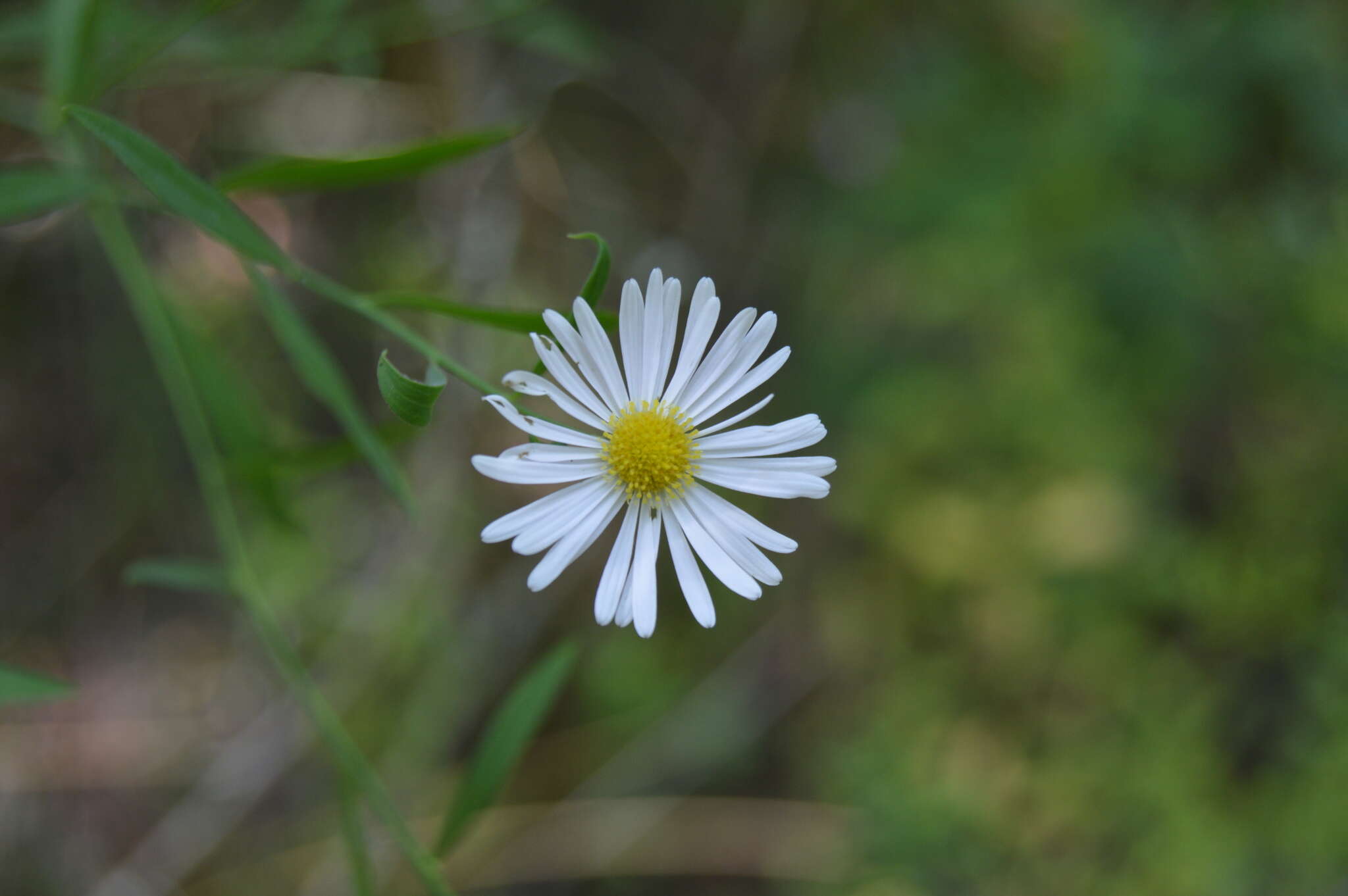 Plancia ëd Boltonia asteroides (L.) L'Hér.