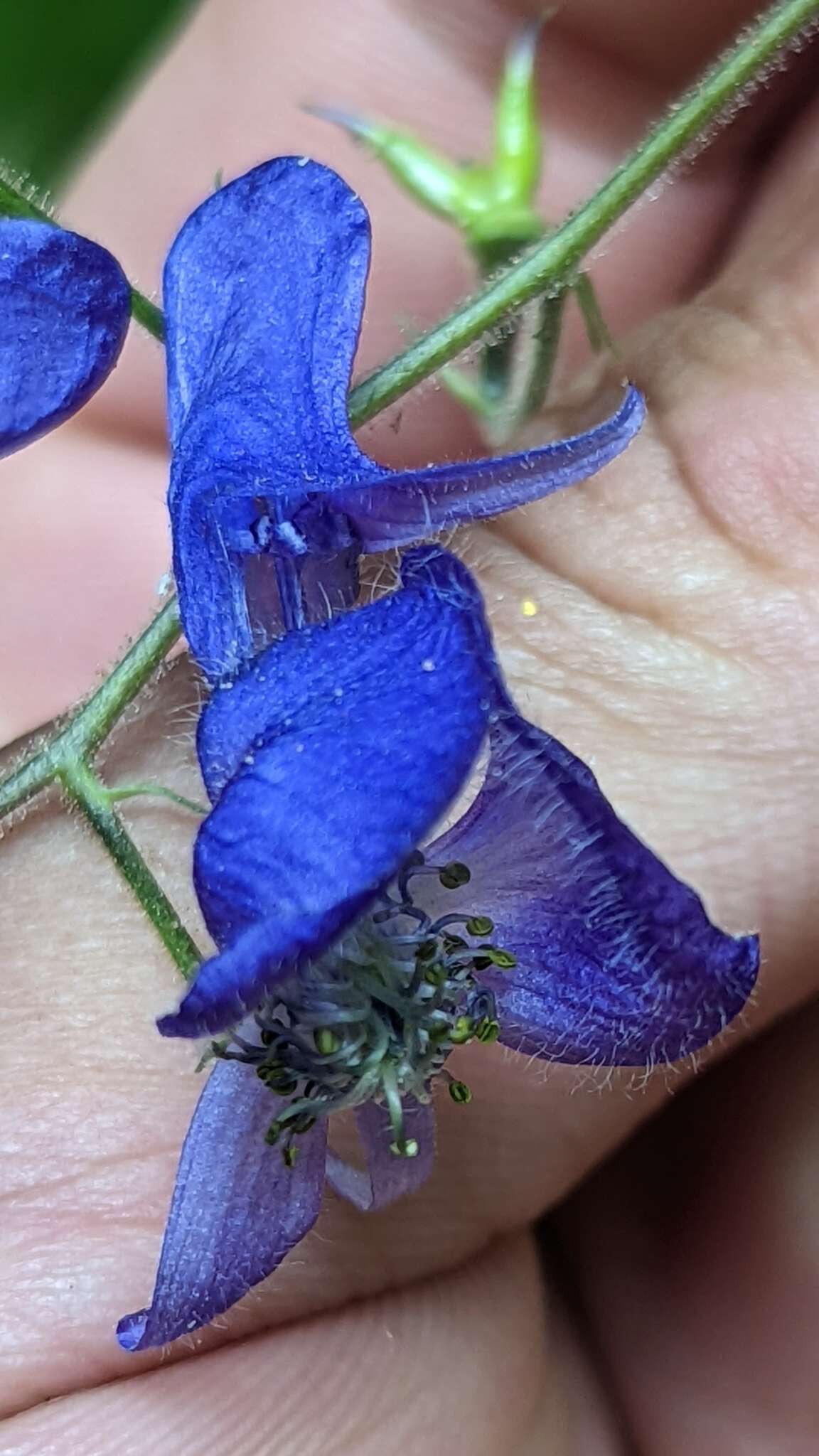 Sivun Aconitum columbianum subsp. columbianum kuva