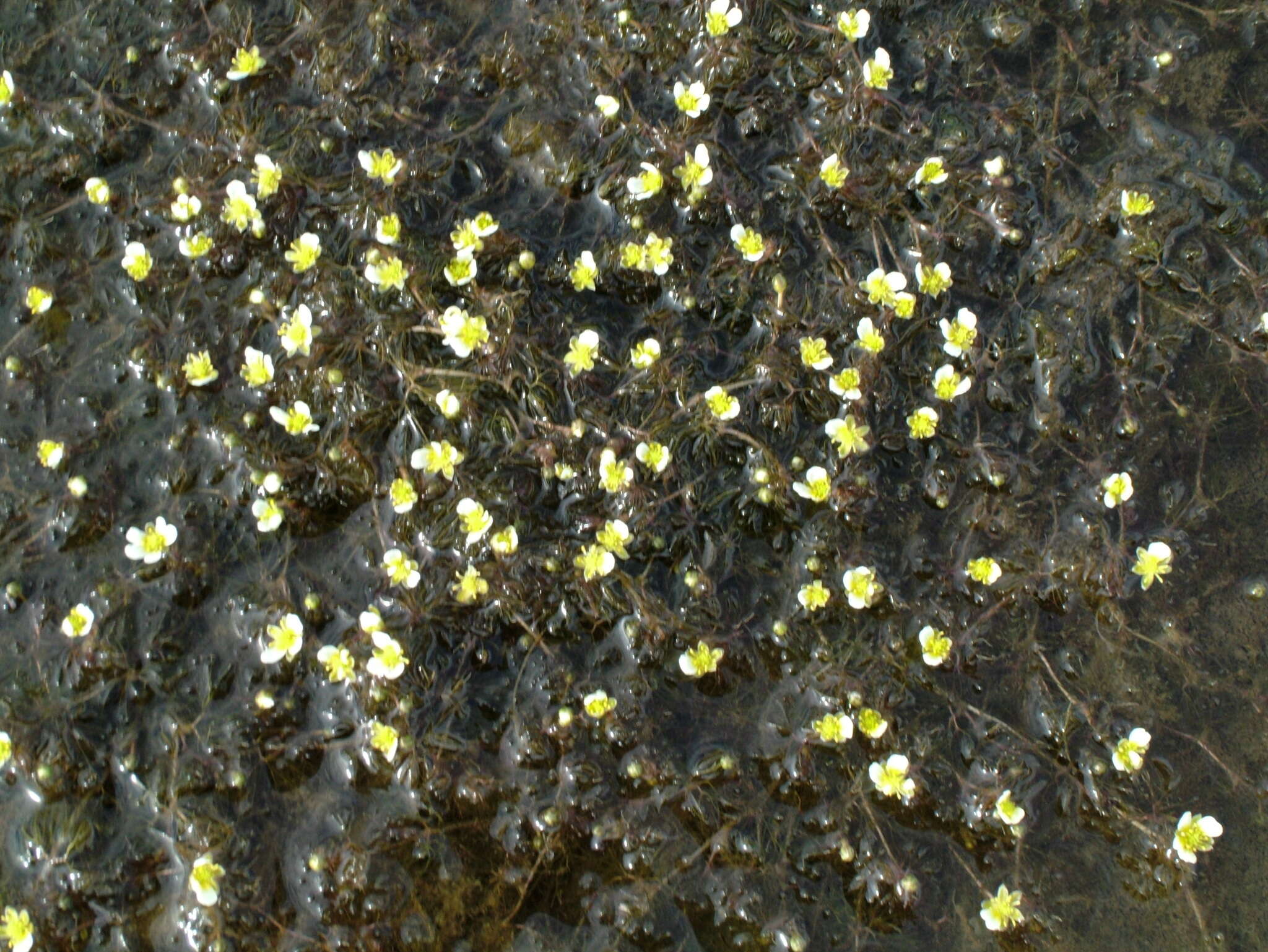 Image of Panarctic Water-Crowfoot