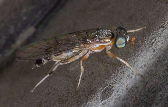 Image of Merosargus caeruleifrons (Johnson 1900)