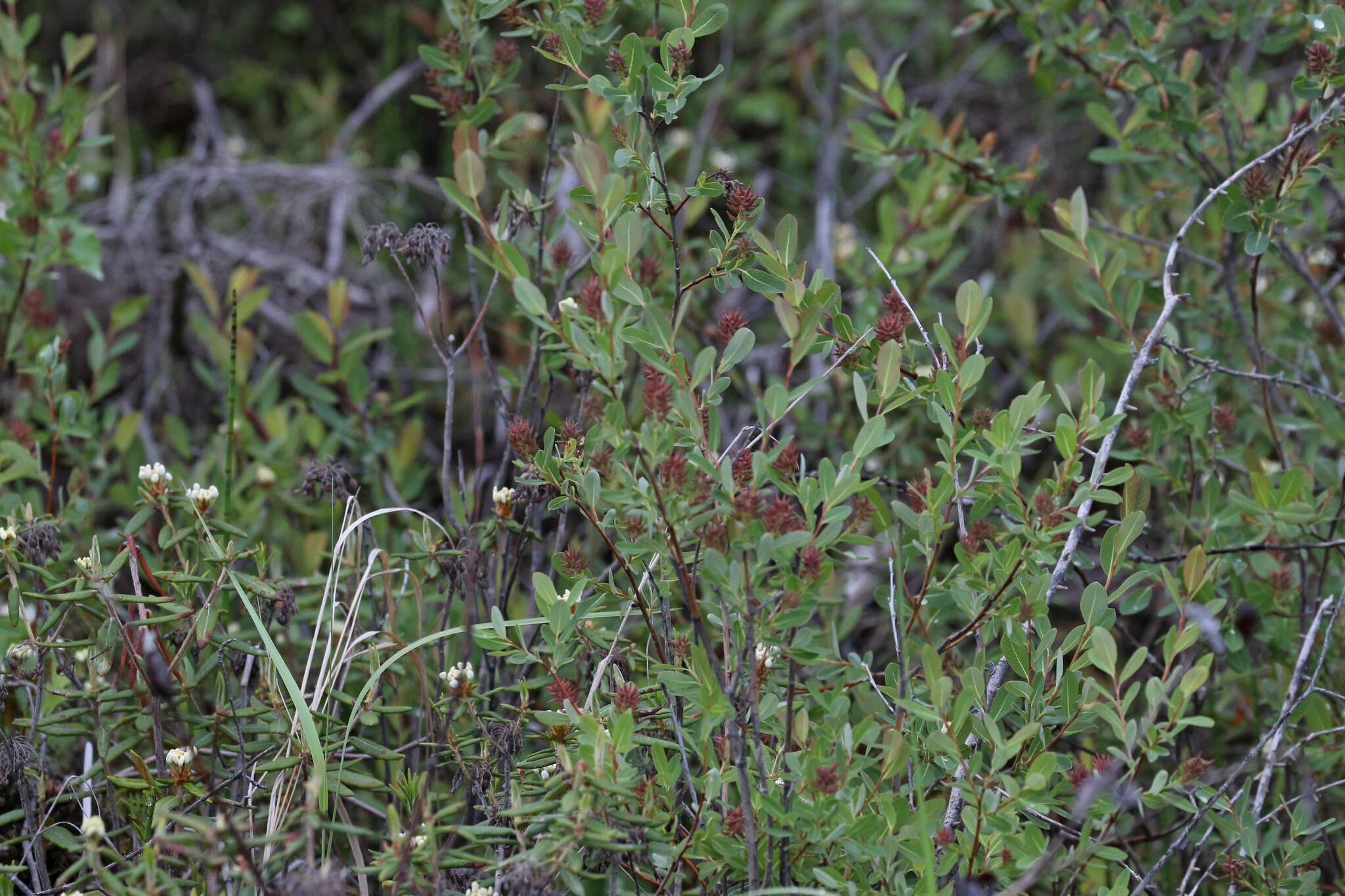 Salix pedicellaris Pursh的圖片