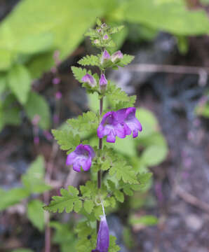 Imagem de Phtheirospermum japonicum (Thunb.) Kanitz