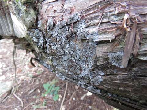 Image of coccocarpia lichen