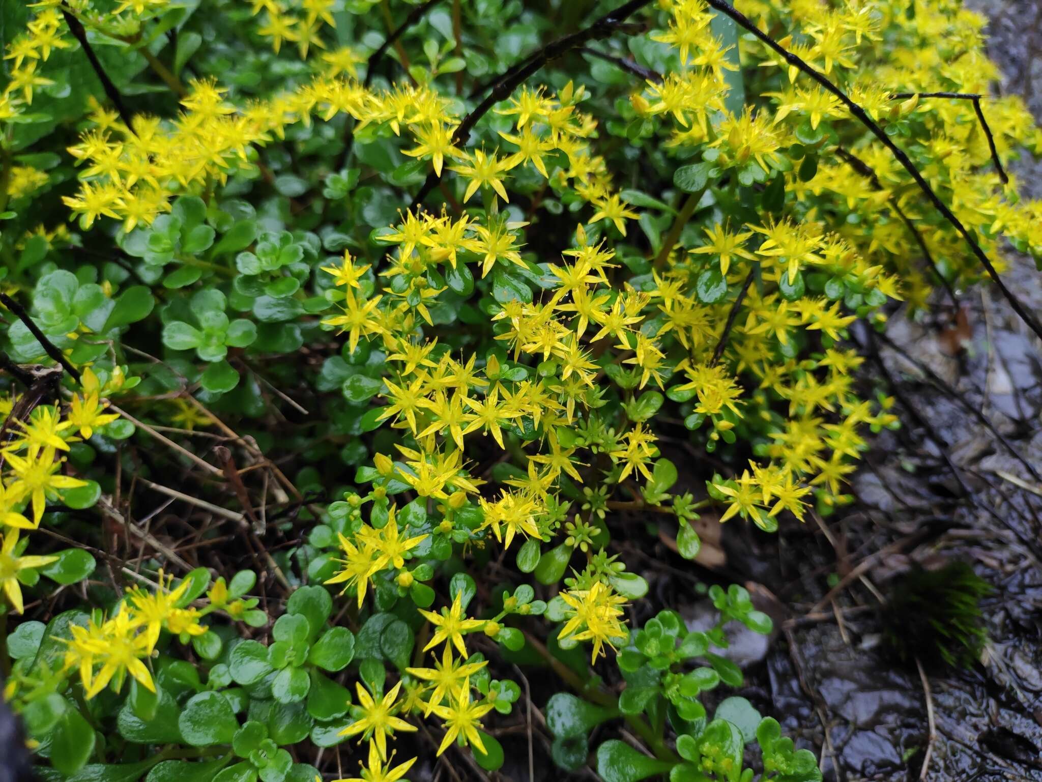 Слика од Sedum emarginatum Migo