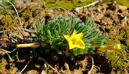 Image of Oxalis grammophylla Salter