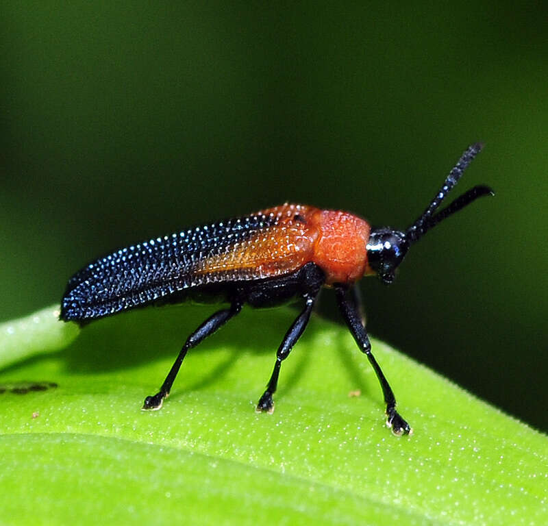 Plancia ëd Chalepus sanguinicollis (Linnaeus 1771)