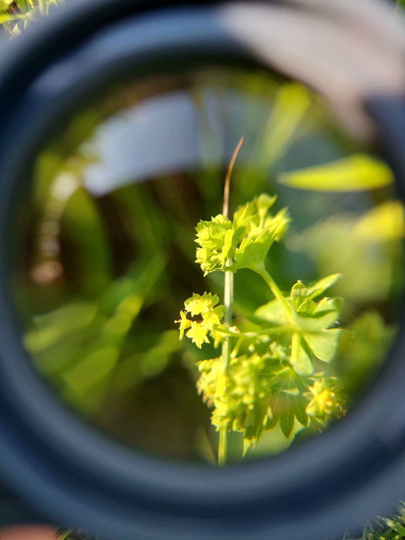 Слика од Alchemilla xanthochlora Rothm.