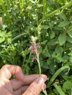 Image de Oenothera hexandra (Sesse & Moc. ex Ortega) W. L. Wagner & Hoch