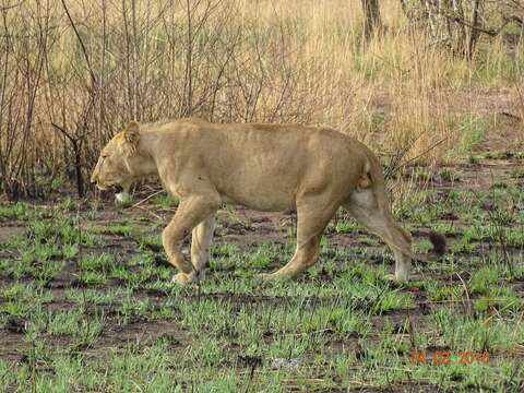 Image of Barbary lion